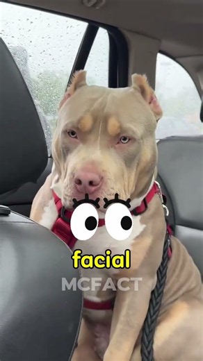 🚨 3 Reasons Why Everyone LOVES Dogs! 🐕❤️ #shorts