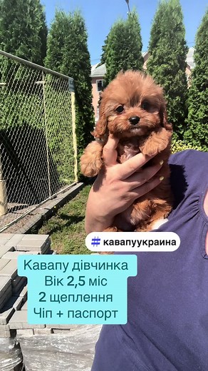 Кавапу и мальтипу: особенности выборки щенков