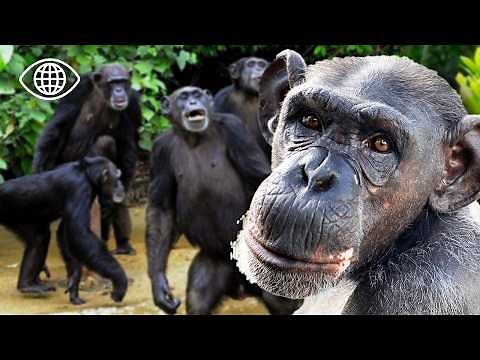 War of the Chiefs: Which Chimp Will Be the Alpha Male? ⎮Wildlife Documentary⎮AT