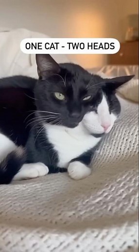 This Cat Has TWO Heads! #cat #rescue