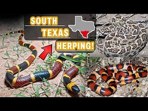 Finding Insane Snakes in Deep South Texas | Crazy Milksnake, Huge Indigo, and Rare Rattlesnakes!