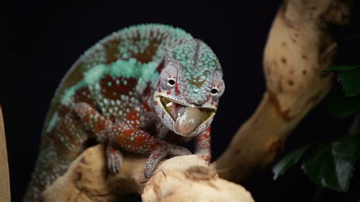 Chameleons: Close-up footage of incredible self-camouflage - Worldwide