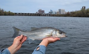 Virginia’s Surprising Spring Fishing Hotspot!
