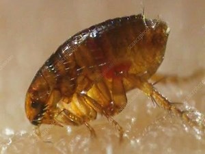 Flea feeding on human blood - Stock Video Clip - K006/4854