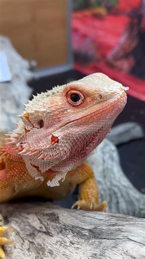 Animal Glow Up! From Tiny Pets to Majestic Creatures #4 #BeforeAndAfter #GlowUp