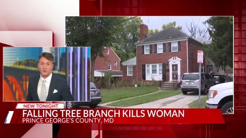 Woman dies after being struck by falling tree branch in Hyattsville