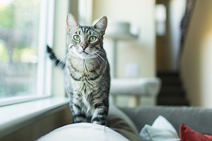 What to Do About Cat Spraying
