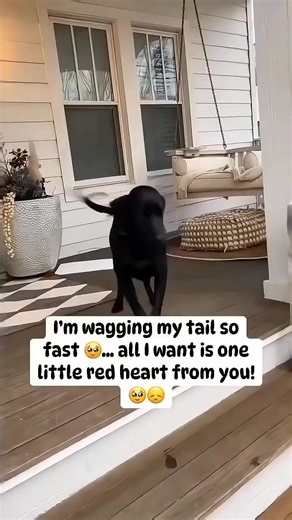 alicia_dog_sanctuary (@alicia_dog_sanctuary)’s videos with original sound - 𝘿𝙆𝙖𝙬𝙣ツ