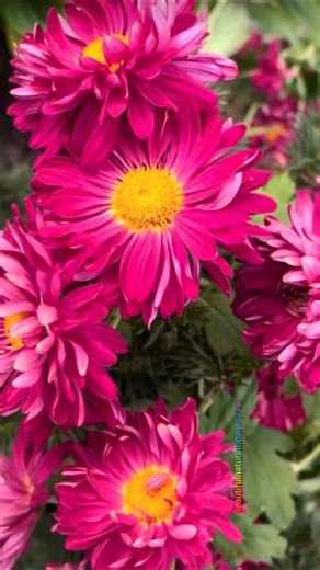 Relaxing Flower Beauty 🌺 Nature Therapy#beautifulscenes #shortsfeed