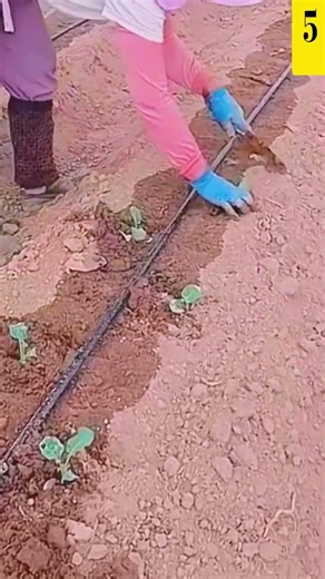 Very easy method farmers use to grow plants successfully