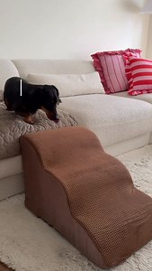 As a sausage dog, back safety is a must 🐶💅 These soft stairs make it sooo much easier (and comfier) search dzt3774 in the Temu app for an extra discount 💸 (new users only!) . . . . #sausagedogpuppy #sausagedogsofinstagram #temufinds #shopping | Loki
