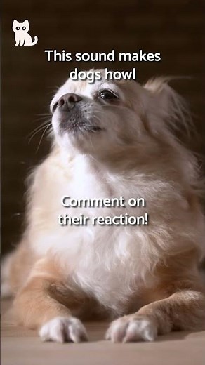 THIS SOUND makes DOGS HOWL 🐺🔊 #Dogs #SHORTS