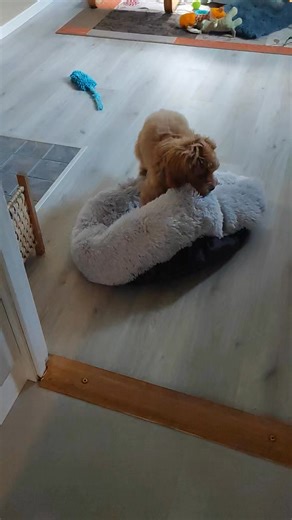 1.1K views · 40 reactions | Köpte en så kallad calm bed. Jo Tack | Kattis Hedberg | Facebook