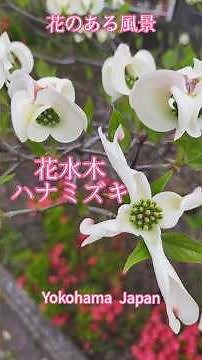 花のある風景 ハナミズキ 花水木 flowers garden #ハナミズキ #花のある風景 #庭の花 #花風景 #山野草 #花のある暮らし #花水木 #一青窈 #nature #flowers