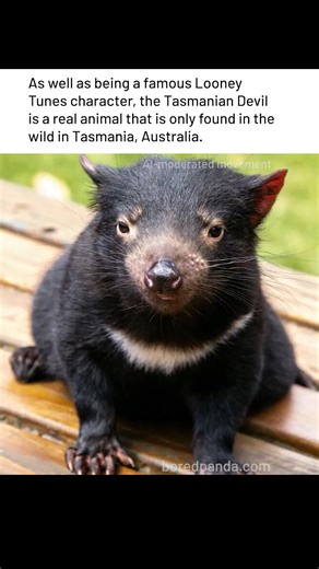 Did you know the Tasmanian Devil from Looney Tunes is a real animal? | Sarcasm Club | Facebook