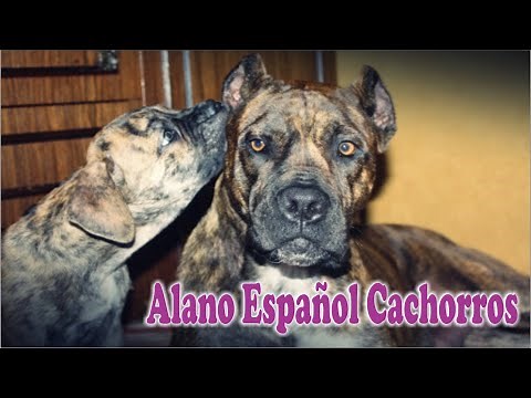 ALANO ESPAÑOL BEBES cachorros de alano español 🐾