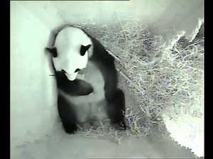 Pandajungtier geboren