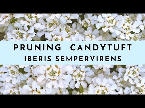 Pruning Candytuft Iberis Sempervirens