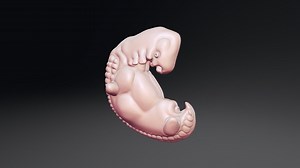 Human Embryo 4 Week - Download Free 3D model by aellis43