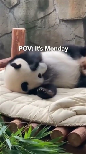 When your bed is just too comfy to leave... 🛏️🐼 #PandaProblems #cute #panda #sleep