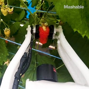 312K views · 153 reactions | This robot farmer will soon be able to operate 20 hours a day, harvesting tens of thousands of raspberries. | Mashable | Facebook
