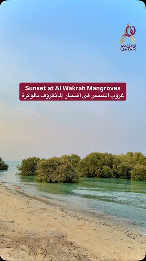 🌅✨ Sunset at Al Wakrah Mangroves Golden skies, tranquil waters, and the peaceful charm of nature — the perfect way to end the day in Qatar. 🌿💛 #AlWakrah #Mangroves #QatarSunset #NatureQatar #DohaMoments #Amazing_Qatar 🌅✨ غروب الشمس في أشجار المانغروف بالوكرة سماء ذهبية، مياه هادئة، وسحر الطبيعة الخلاب — الطريقة المثالية لإنهاء اليوم في قطر. 🌿💛 #الوكرة #المانغروف #غروب_الشمس #قطر #لحظات_الدوحة #Amazing_Qatar | Amazing Qatar