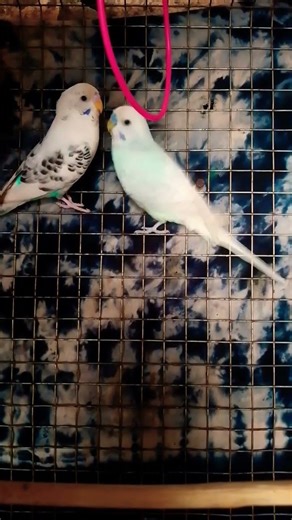 #funny #comedy #1millionviews #birds #parrot #badges #duet #labrador