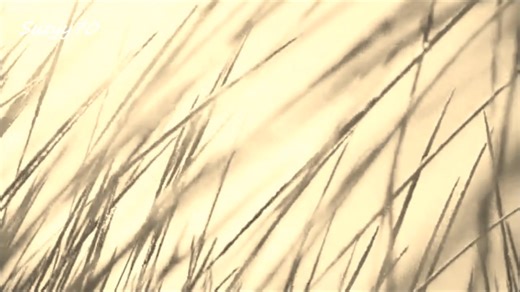 20K views · 453 reactions | 3:09. Sting - Fields of Gold (Live).  | Domination Blues | Facebook