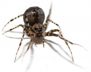 Pirate spider - Alchetron, The Free Social Encyclopedia