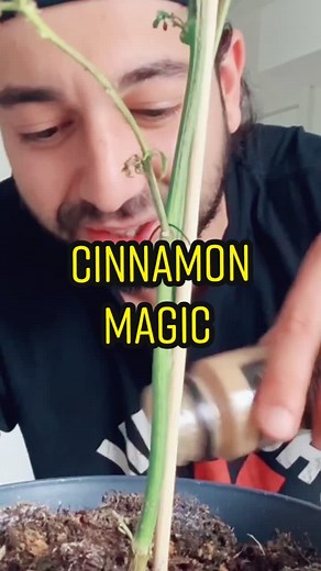 Grow Your Own Cinnamon: Planting Tips and Tricks