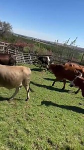 ♦️Must Watch♦️ The EFF called for donations from the people, and the people have delivered! The cows for the 10th Anniversary celebration are starting to arrive The masses of our people will be fed at the festival of the poor on the 29th of July 2023! Donate and celebrate 10 Years Of Unbroken Struggle! #EFFTurns10 | Economic Freedom Fighters