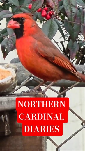 Cardinal Diaries 'January'