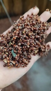 The taste may not be to your liking, but it is definitely the most authentic. #TraditionalCraftBrewing #PureGrainLiquor #TraditionalSkills #MyRuralLife #AllNaturalNoAdditives | Meng Liny Life