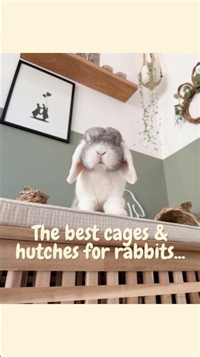 How much space do rabbits really need? 🐰