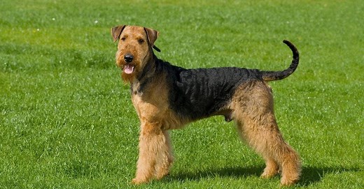 Welsh Terrier vs Airedale Terrier: Key Differences Explained