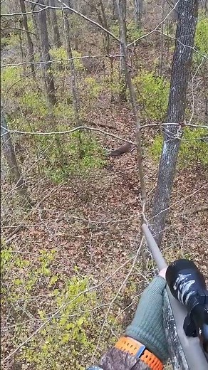 Indiana Big Buck .308 Heart Shot!