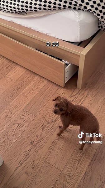 Dog Morning Routine with My Goldendoodle