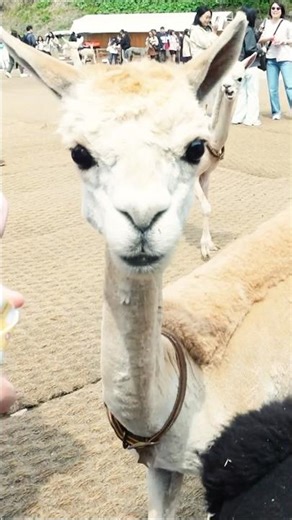 Alpaca World - Seoul #kymo #kymojalanjalan #seoul #korea #alpaca