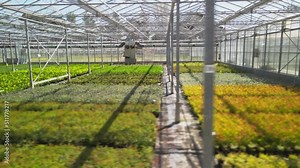 Greenhouse with a transparent roof. Large greenhouse with ornamental plants and vegetables. Large industrial greenhouses