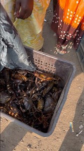 🦀Live Crabs 🦀 Indian Crabs 🦀#crab #mudcrabs #khekda