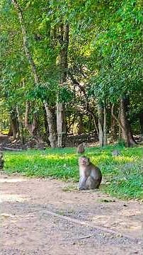 Wild Monkeys in the Forest of Angkor, Cambodia #monkey #animals