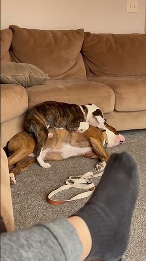 Precious Pups Use Each Other As Pillows During Nap time