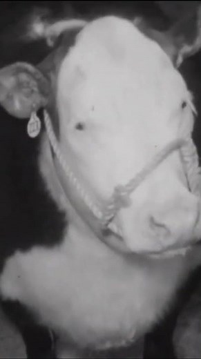 History of the Fort Worth Stock Show and Rodeo | NBC DFW