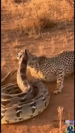 Cheetah vs Python – Protecting Cubs Brutal Survival