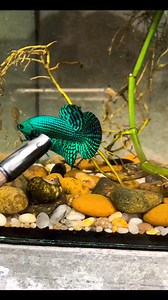 2M views · 30K reactions | Wild Alien Green Betta ❗❗ | Betta Fish Lovers Cebu Ph | Facebook