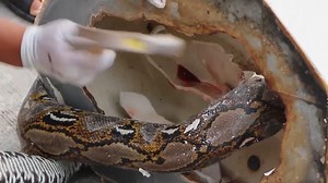 Python-Schlange beißt Mann bei Toilettengang