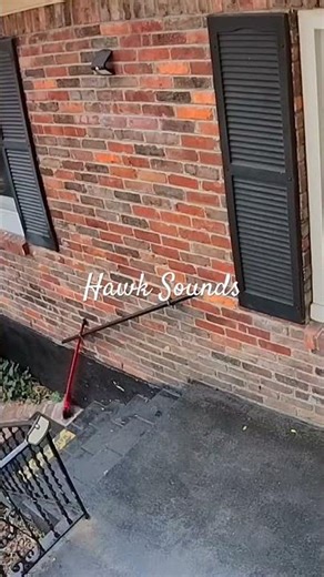 Sounds from a Hawk flying overhead.