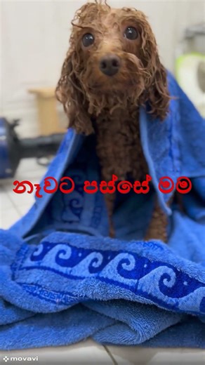 මට ආදරේ අය සබ්ස්ක්‍රයිබ් කරන්නකෝ...😊😊#dog #pets #srilanka #shorts