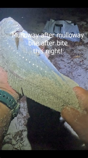 Using Tailor strip bait to hunt mulloway.. The night we didnot expect when me and wify fish on the beach and had fun catching mulloway.. #landbasedfishing #westernaustralia #familyfishingtrips #fishing #australia | Arieston Angler WA