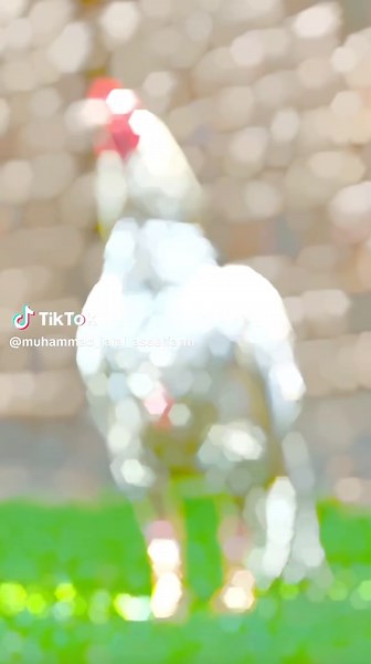 Expert Insights on Aseel Chickens in Farming